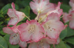 Rhododendron Elspeth